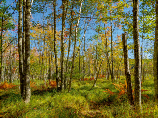 Wälder im Acadia National Park - CALVENDO Foto-Puzzle - calvendoverlag 29.99
