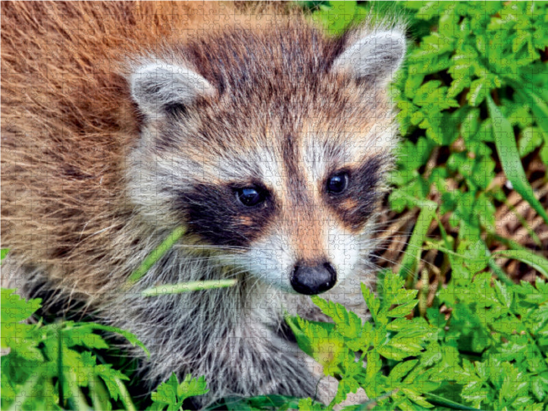 Niedlicher Allesfresser - Waschbär - CALVENDO Foto-Puzzle - calvendoverlag 29.99