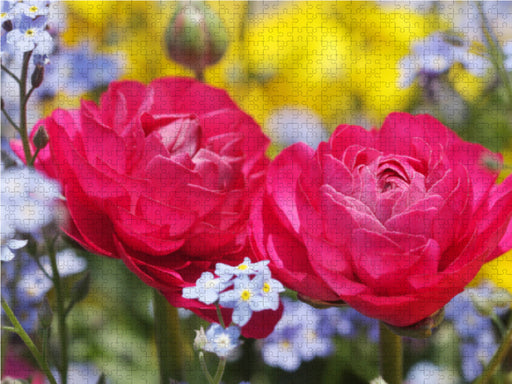 Pinke Ranunkeln umgeben von Vergissmeinnicht - CALVENDO Foto-Puzzle - calvendoverlag 29.99