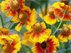 Sonnenbraut Helenium - CALVENDO Foto-Puzzle - calvendoverlag 29.99