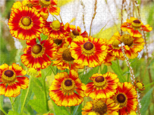 Sonnenbraut Helenium - CALVENDO Foto-Puzzle - calvendoverlag 29.99