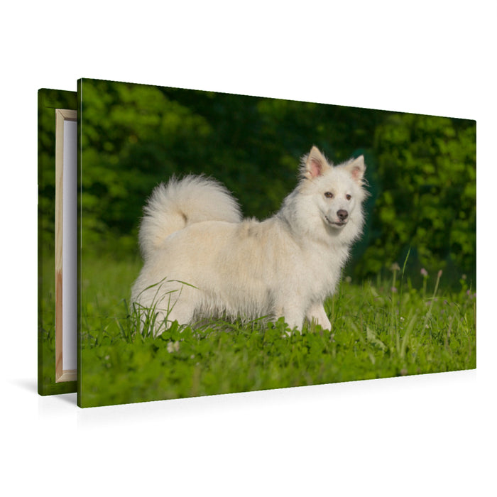 Premium Textil-Leinwand Premium Textil-Leinwand 120 cm x 80 cm quer Selbsbewusster Islandhund