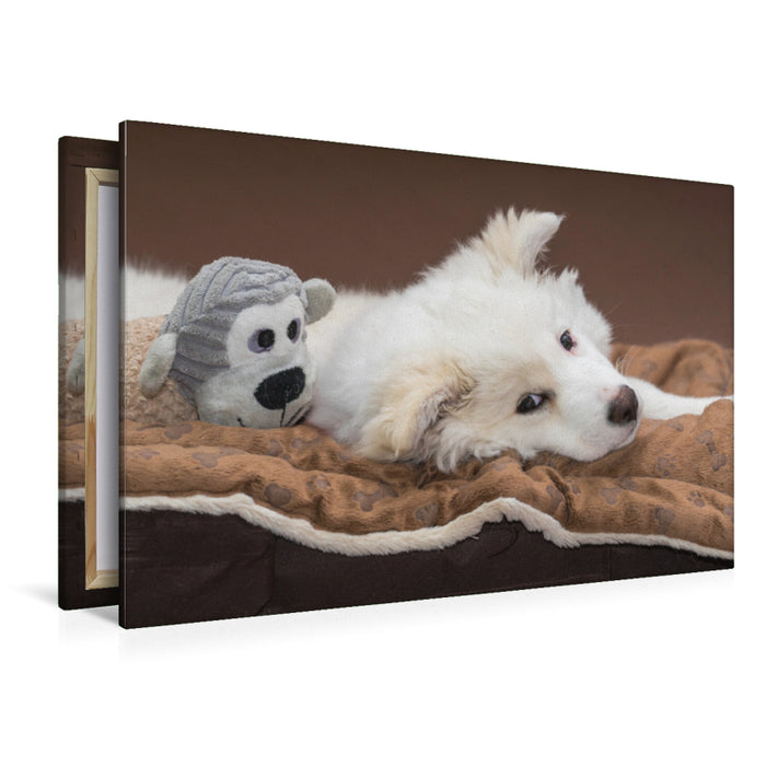 Premium Textil-Leinwand Premium Textil-Leinwand 120 cm x 80 cm quer Junger Islandhund beim Chillen