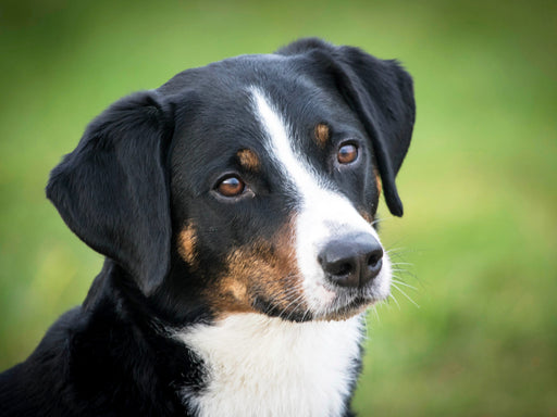 Appenzeller Sennenhund - CALVENDO Foto-Puzzle - calvendoverlag 29.99