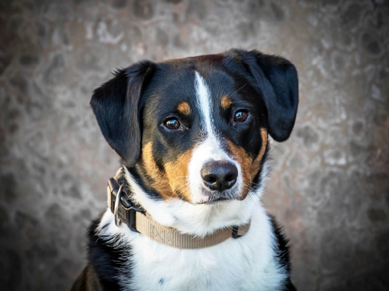 Appenzeller Sennenhündin - CALVENDO Foto-Puzzle - calvendoverlag 29.99