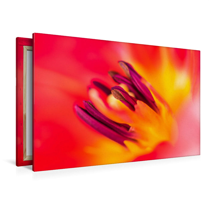 Premium Textil-Leinwand Premium Textil-Leinwand 120 cm x 80 cm quer Blütendetails: Blick in eine Tulpenblüte