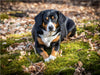 Herbstlich mit dem Entelbucher Sennenhund - CALVENDO Foto-Puzzle - calvendoverlag 29.99