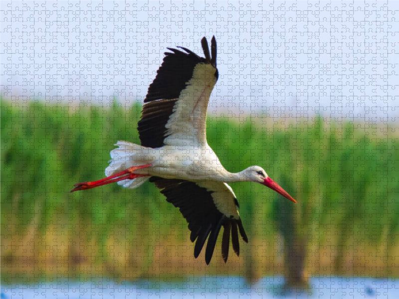 Cigogne blanche - Puzzle photo CALVENDO 