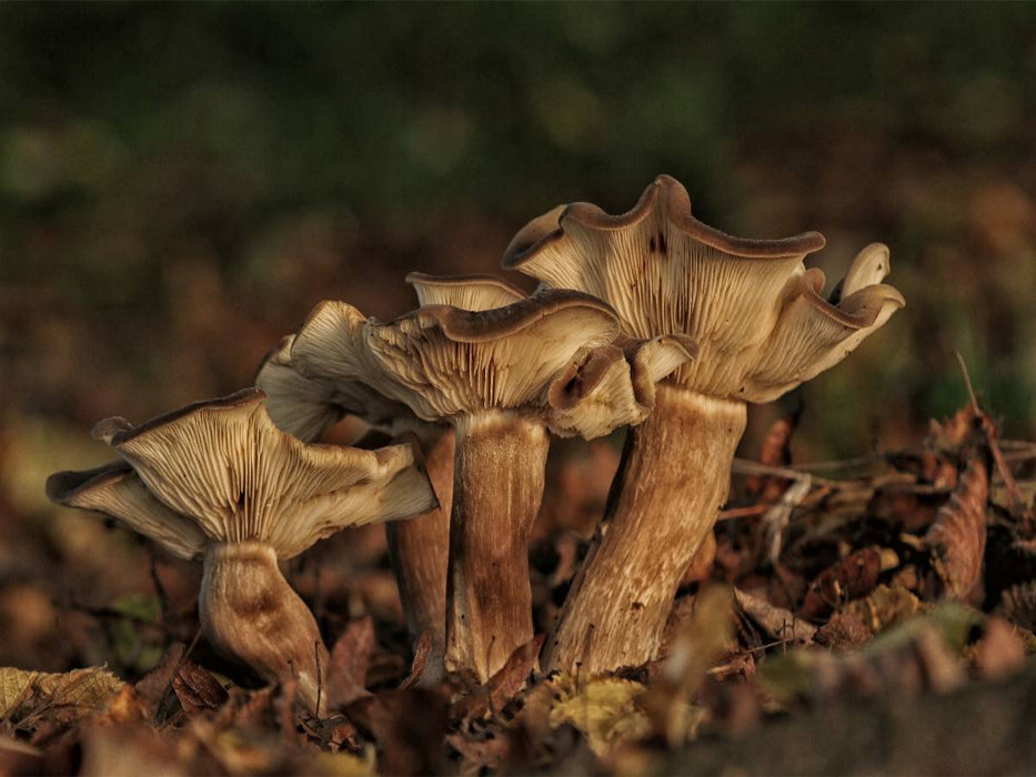 Les champignons, les habitants silencieux de la forêt 2019 - Puzzle photo CALVENDO 
