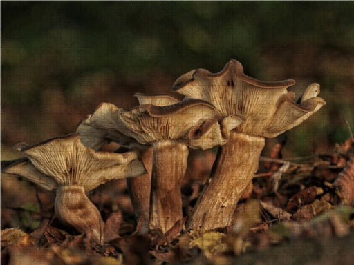 Pilze, die stillen Waldbewohner 2019 - CALVENDO Foto-Puzzle - calvendoverlag 29.99
