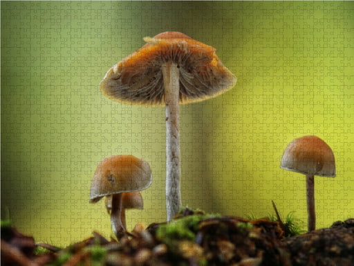 Pilze, die stillen Waldbewohner 2019 - CALVENDO Foto-Puzzle - calvendoverlag 29.99