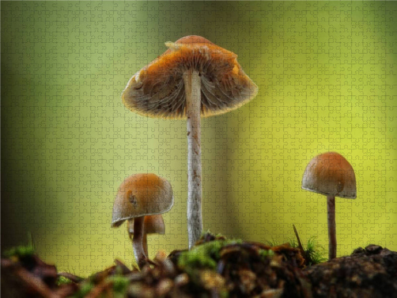 Les champignons, les habitants silencieux de la forêt 2019 - Puzzle photo CALVENDO 