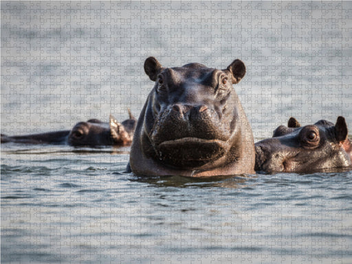Flusspferde - CALVENDO Foto-Puzzle - calvendoverlag 39.99