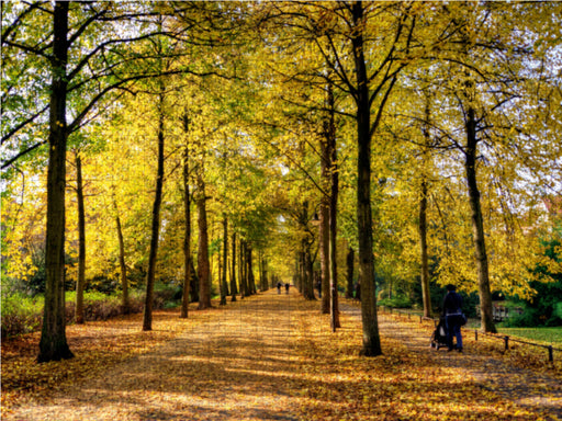 Münster Westfalen - Promenade im Herbst - CALVENDO Foto-Puzzle - calvendoverlag 39.99