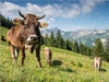 Auf der Sommerweide - CALVENDO Foto-Puzzle - calvendoverlag 29.99