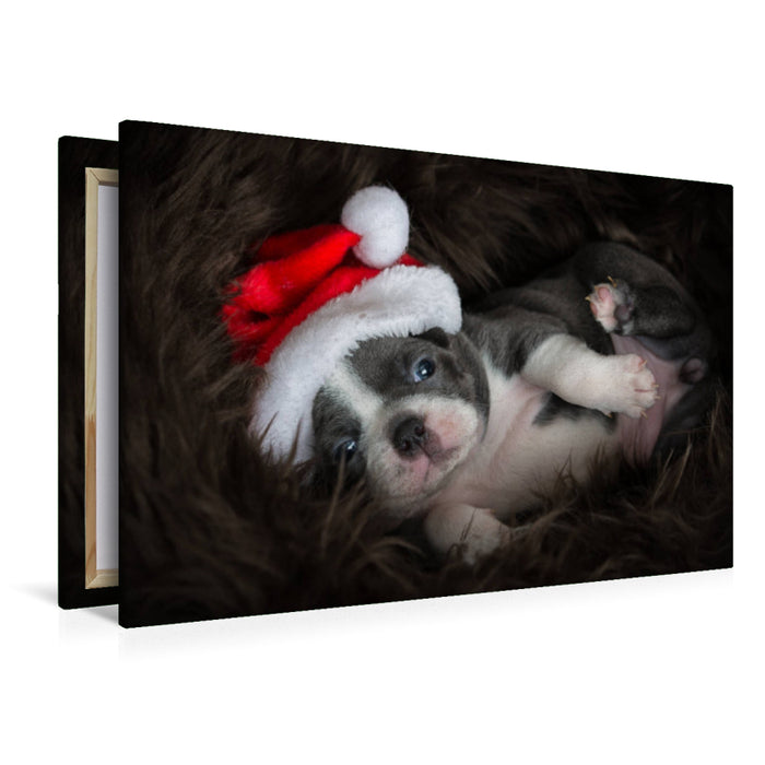 Premium Textil-Leinwand Premium Textil-Leinwand 120 cm x 80 cm quer Boston-Terrier