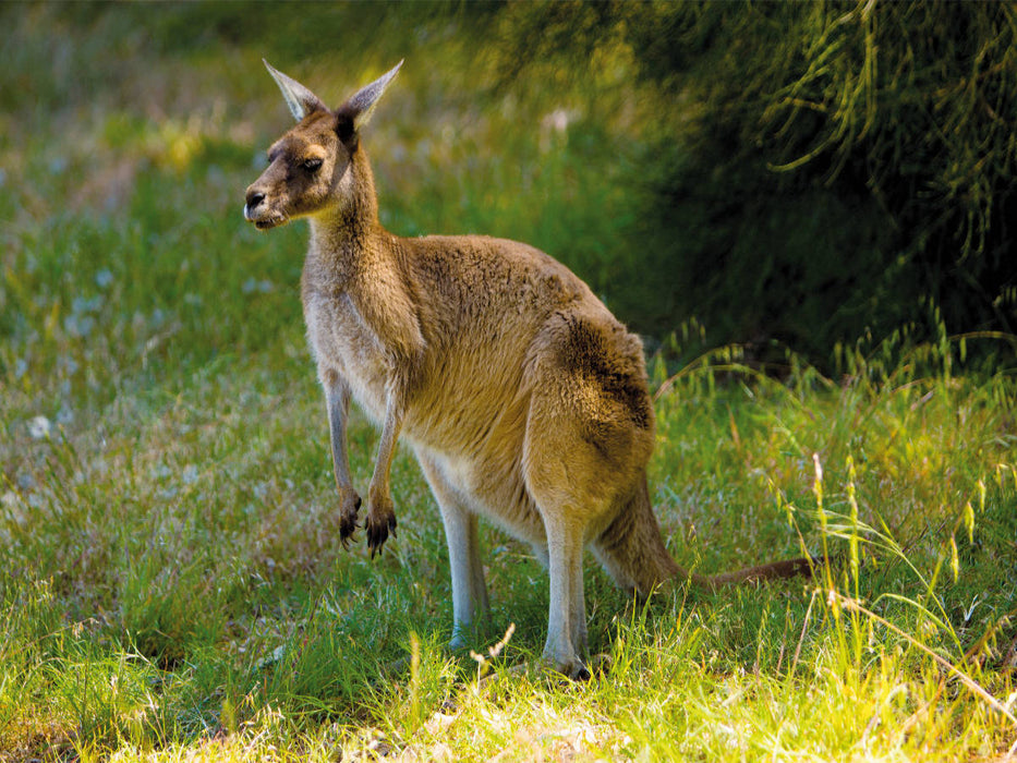 Kangourous sauvages 2019 - Puzzle photo CALVENDO 