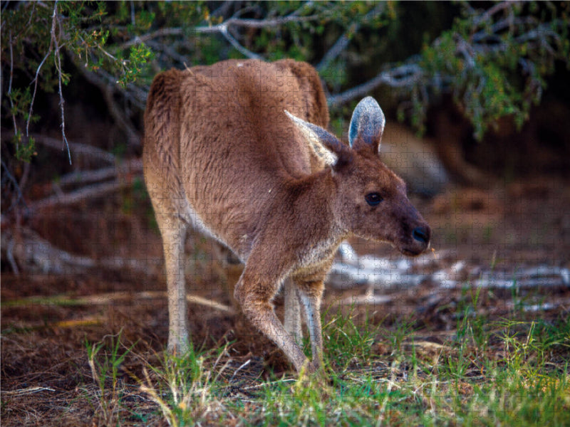 Kangourous sauvages 2019 - Puzzle photo CALVENDO 