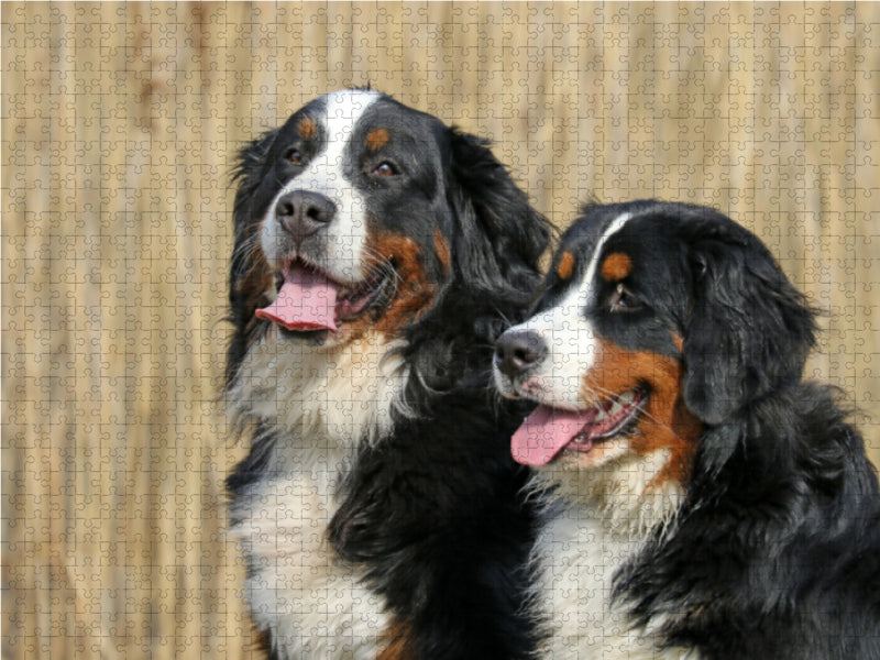 Berner  Sennenhunde - CALVENDO Foto-Puzzle - calvendoverlag 29.99