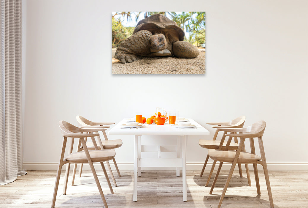 Premium Textil-Leinwand Premium Textil-Leinwand 120 cm x 80 cm quer Aldabra Riesenschildkröte