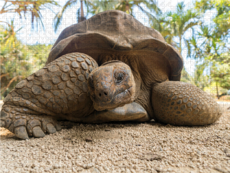 Aldabra Riesenschildkröte - CALVENDO Foto-Puzzle - calvendoverlag 29.99