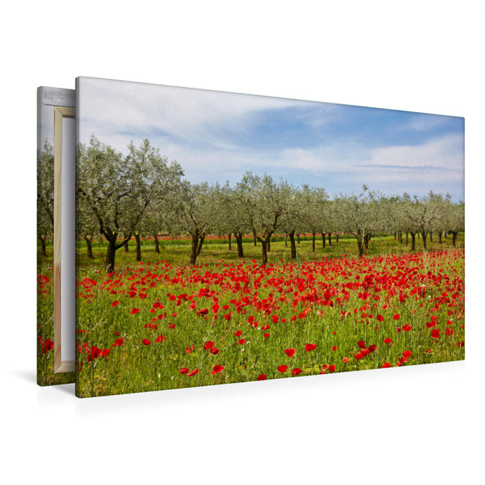 Toile textile premium Toile textile premium 120 cm x 80 cm paysage Champ de coquelicots avec oliviers 