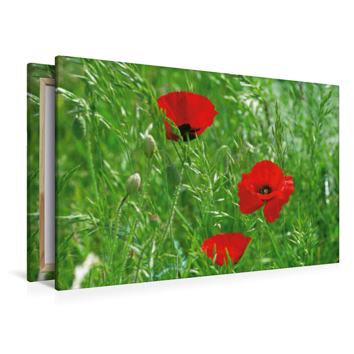 Premium textile canvas Premium textile canvas 120 cm x 80 cm landscape A motif from the Poppies Dreams calendar 