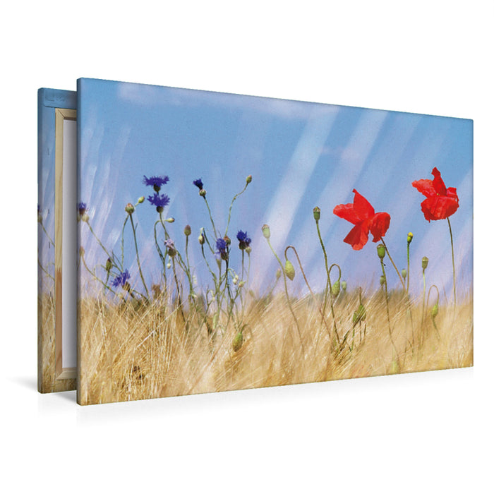 Premium Textil-Leinwand Premium Textil-Leinwand 120 cm x 80 cm quer Ein Motiv aus dem Kalender Poppies Träume