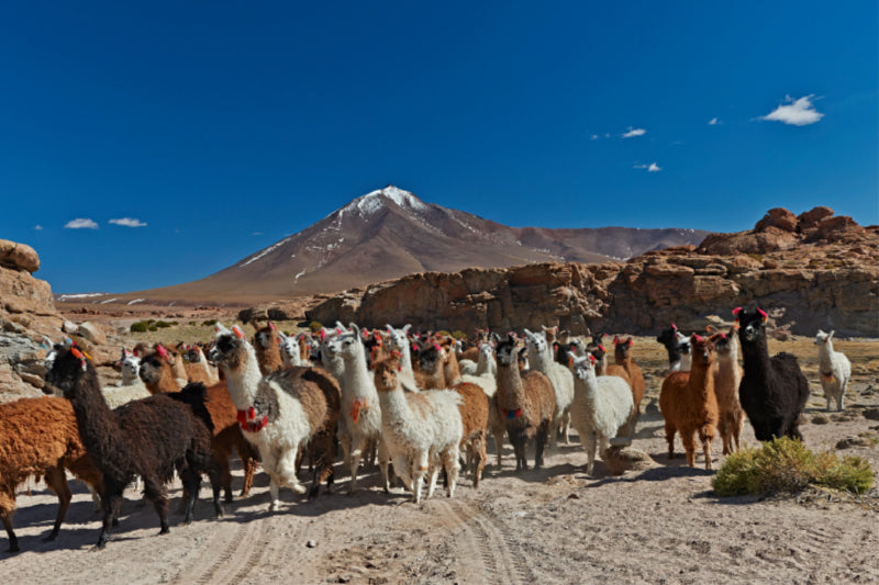 Toile textile premium Toile textile premium 120 cm x 80 cm paysage Lamas dans les Andes 