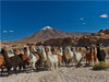 Lamas in den Anden - CALVENDO Foto-Puzzle - calvendoverlag 29.99
