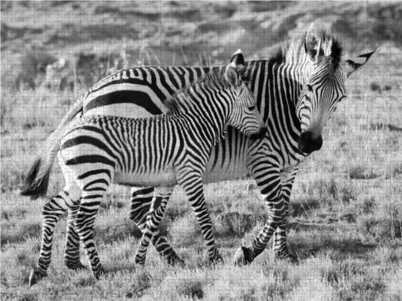 SÜDAFRIKA HARTMANNS BERGZEBRAS IN SCHWARZ-WEISS - CALVENDO Foto-Puzzle - calvendoverlag 29.99