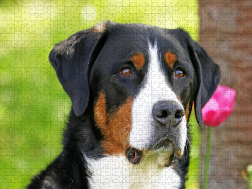 Portrait Großer Schweizer Sennenhund - CALVENDO Foto-Puzzle - calvendoverlag 29.99