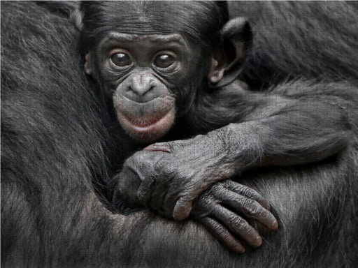 Bonobo XEKELE - CALVENDO Foto-Puzzle - calvendoverlag 29.99