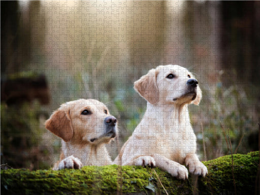 Golden Retriever im herbstlichen Wald - CALVENDO Foto-Puzzle - calvendoverlag 29.99