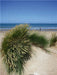 Strandhafer im Sommer - CALVENDO Foto-Puzzle - calvendoverlag 39.99