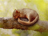 Schlafendes Eichhörnchen - CALVENDO Foto-Puzzle - calvendoverlag 39.99