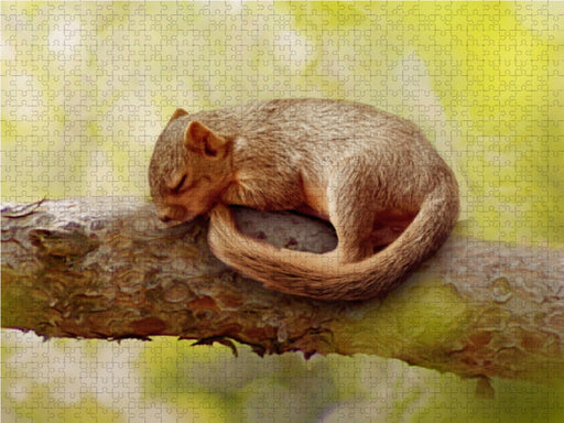 Schlafendes Eichhörnchen - CALVENDO Foto-Puzzle - calvendoverlag 39.99