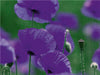 Poppies Träume - CALVENDO Foto-Puzzle - calvendoverlag 39.99