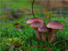 Hallimasch bot. Armillaria mellea - CALVENDO Foto-Puzzle - calvendoverlag 29.99