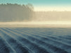 Nebelmorgen über dem Spargelfeld von Tanja Riedel - CALVENDO Foto-Puzzle - calvendoverlag 39.99