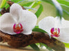Orchidee Oase - CALVENDO Foto-Puzzle - calvendoverlag 44.99