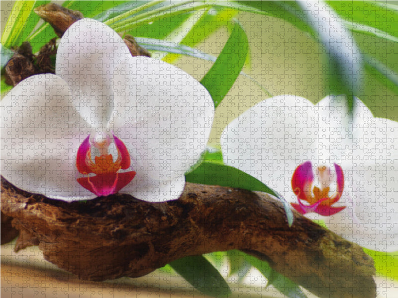 Orchidee Oase - CALVENDO Foto-Puzzle - calvendoverlag 44.99