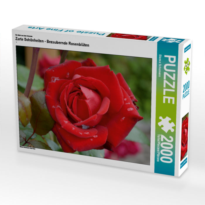 Zarte Schönheiten - Bezaubernde Rosenblüten - CALVENDO Foto-Puzzle - calvendoverlag 29.99