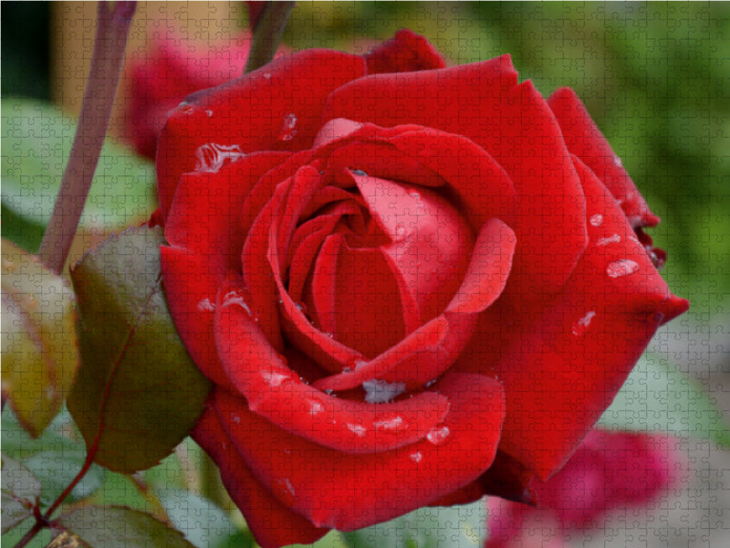 Zarte Schönheiten - Bezaubernde Rosenblüten - CALVENDO Foto-Puzzle - calvendoverlag 29.99