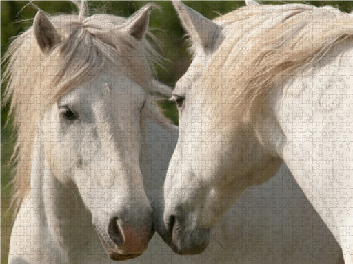 Freundschaft unter Camargue-Pferden - CALVENDO Foto-Puzzle - calvendoverlag 29.99