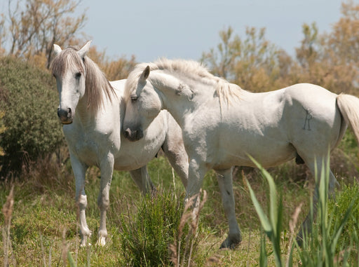 Natürliches Pferdeleben in der Camargue: Hengst und Stute - CALVENDO Foto-Puzzle - calvendoverlag 29.99