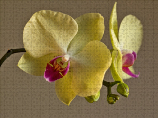 Blütenzauber Orchideen - CALVENDO Foto-Puzzle - calvendoverlag 39.99