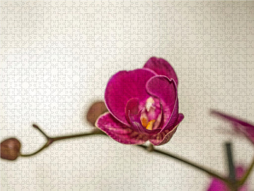 Blütenzauber Orchideen - CALVENDO Foto-Puzzle - calvendoverlag 39.99
