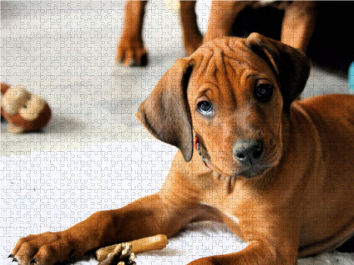 Rhodesian Ridgeback Rüde - CALVENDO Foto-Puzzle - calvendoverlag 29.99