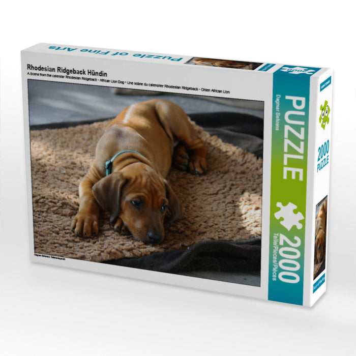 Rhodesian Ridgeback Hündin - CALVENDO Foto-Puzzle - calvendoverlag 29.99